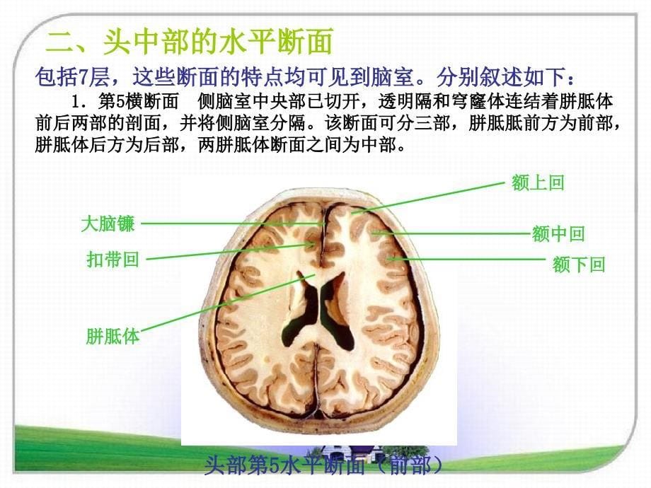 头颈断面解剖学课件_第5页