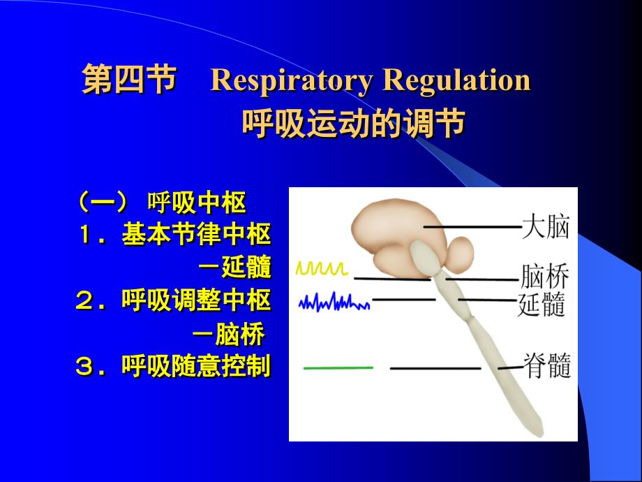 第四节RespiratoryRegulation呼吸运动的调节（一）呼吸中_第1页