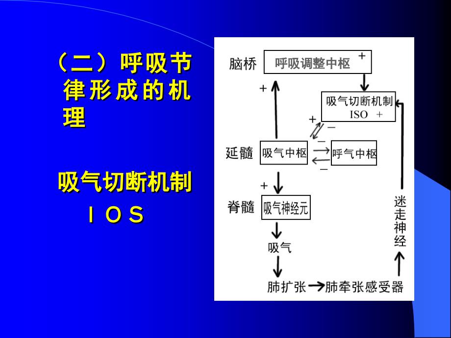 第四节RespiratoryRegulation呼吸运动的调节（一）呼吸中_第2页