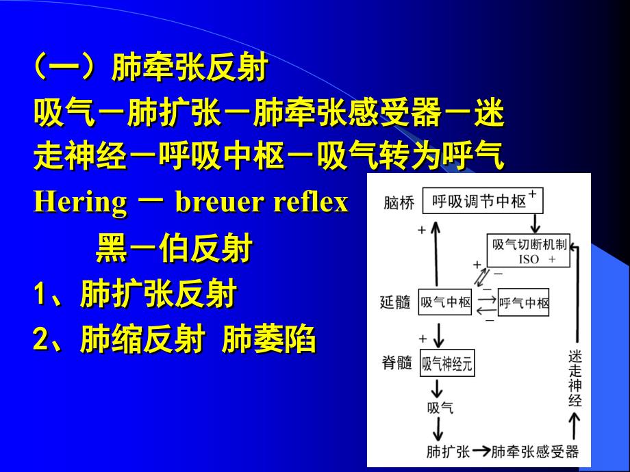 第四节RespiratoryRegulation呼吸运动的调节（一）呼吸中_第3页