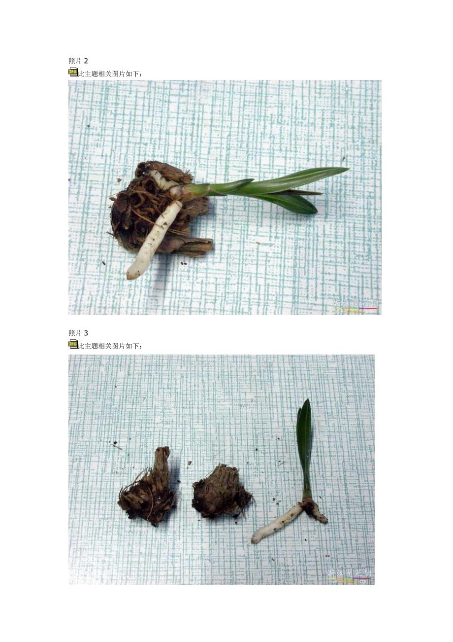 挽救芦头小苗实例兼后期护养注意事项.doc_第2页