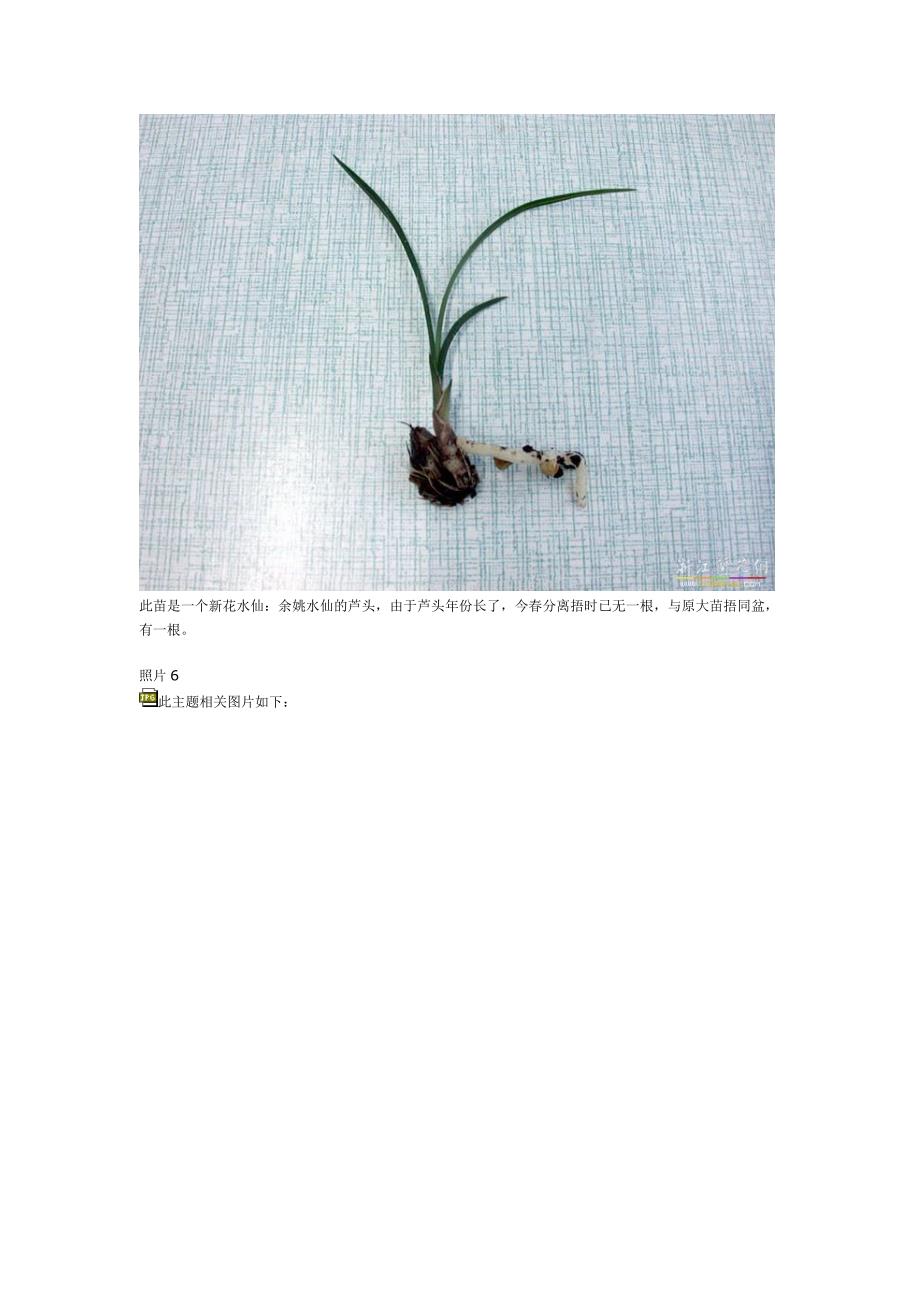 挽救芦头小苗实例兼后期护养注意事项.doc_第4页