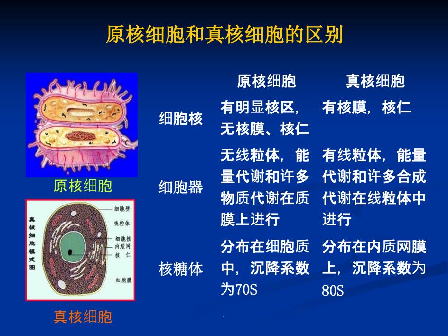 原核微生物的形态结构与功能精美课程ppt课件_第3页