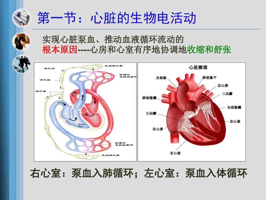 生理学课件：第四章血液循环_第2页