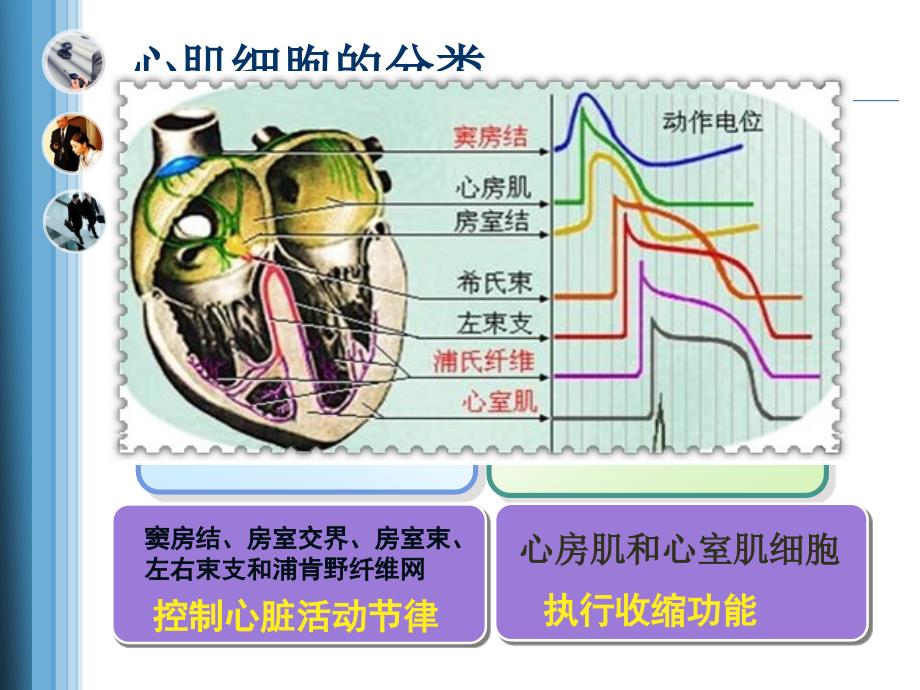 生理学课件：第四章血液循环_第3页