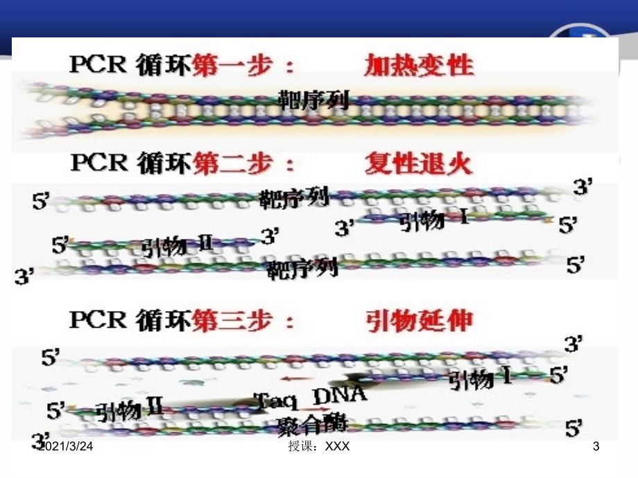 PCR引物设计原理PPT课件_第3页