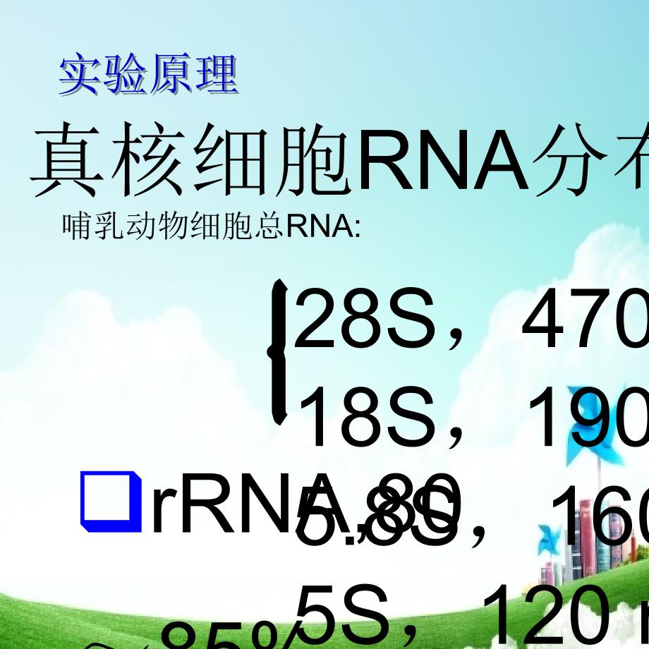 真核细胞RNA的提取及电泳分析_第3页