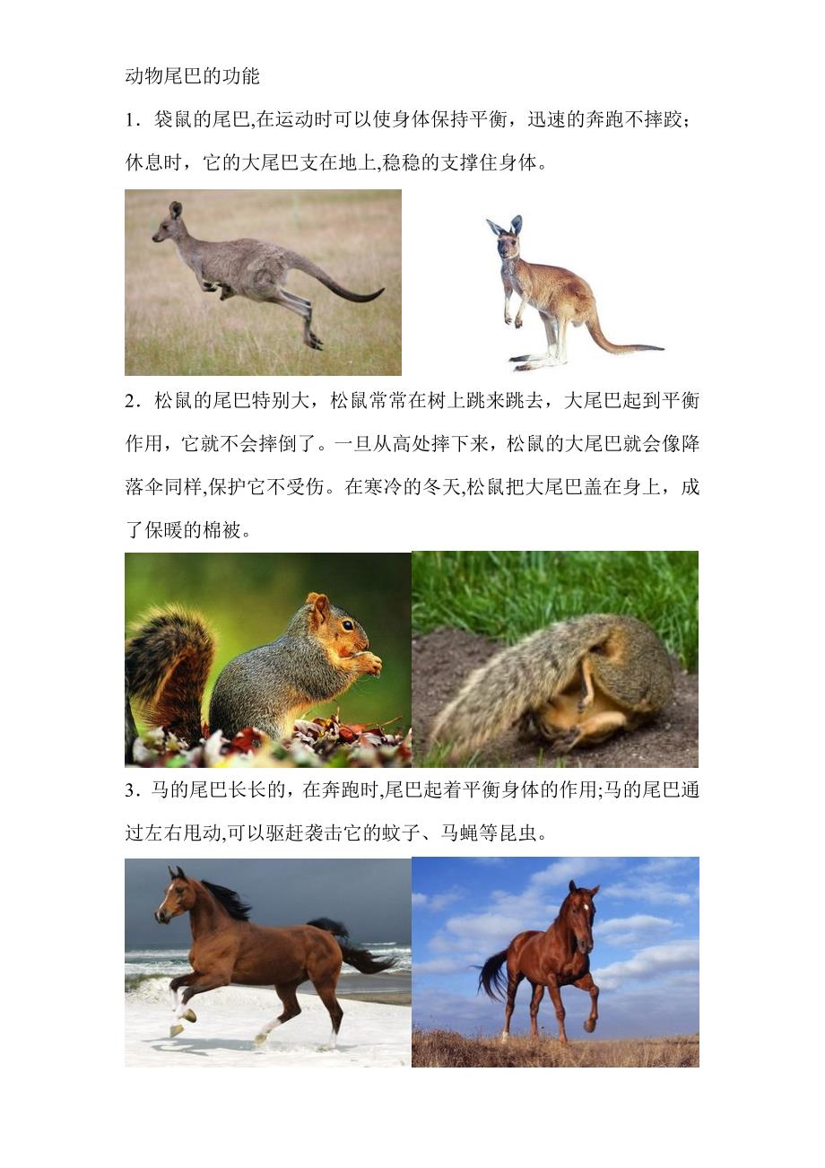 动物尾巴的功能_第1页