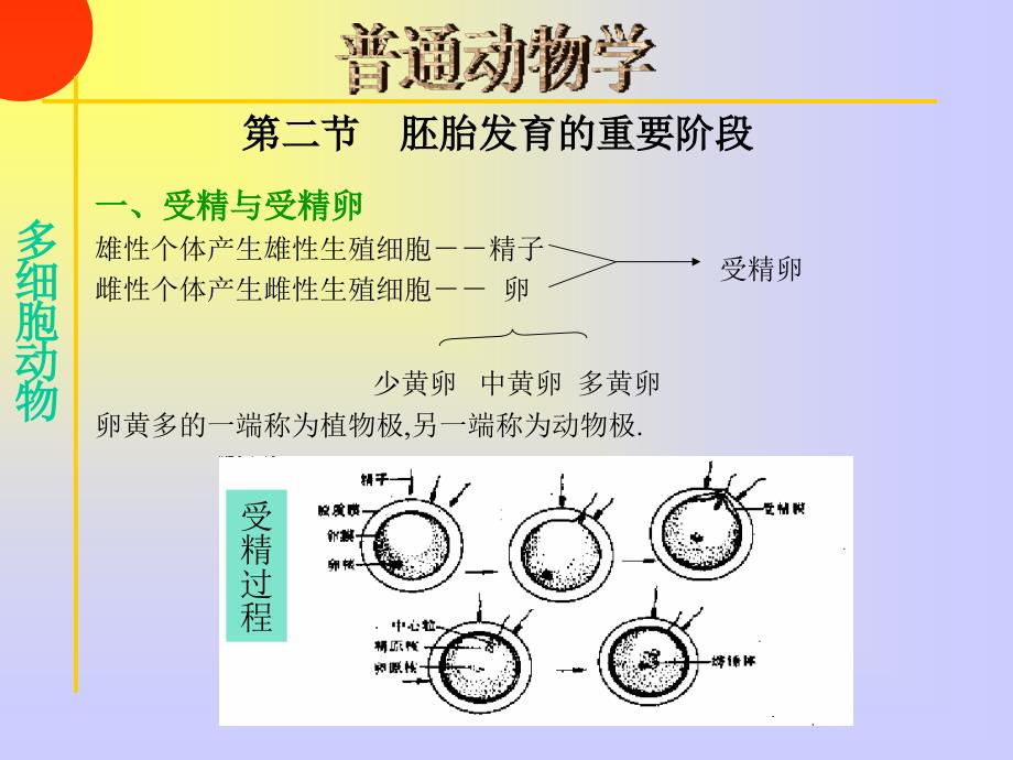 最新多细胞动物起源PPT课件_第2页