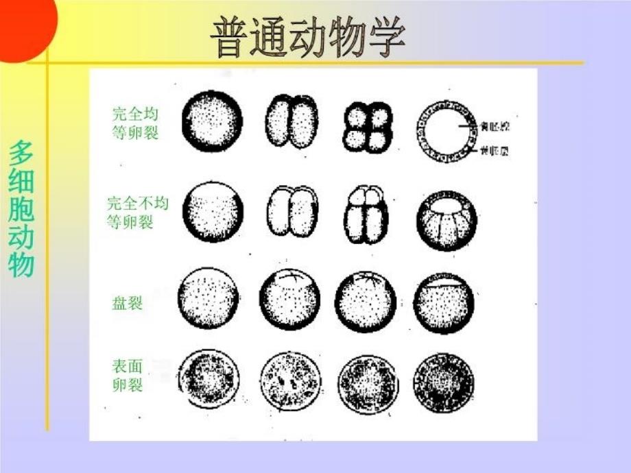 最新多细胞动物起源PPT课件_第4页