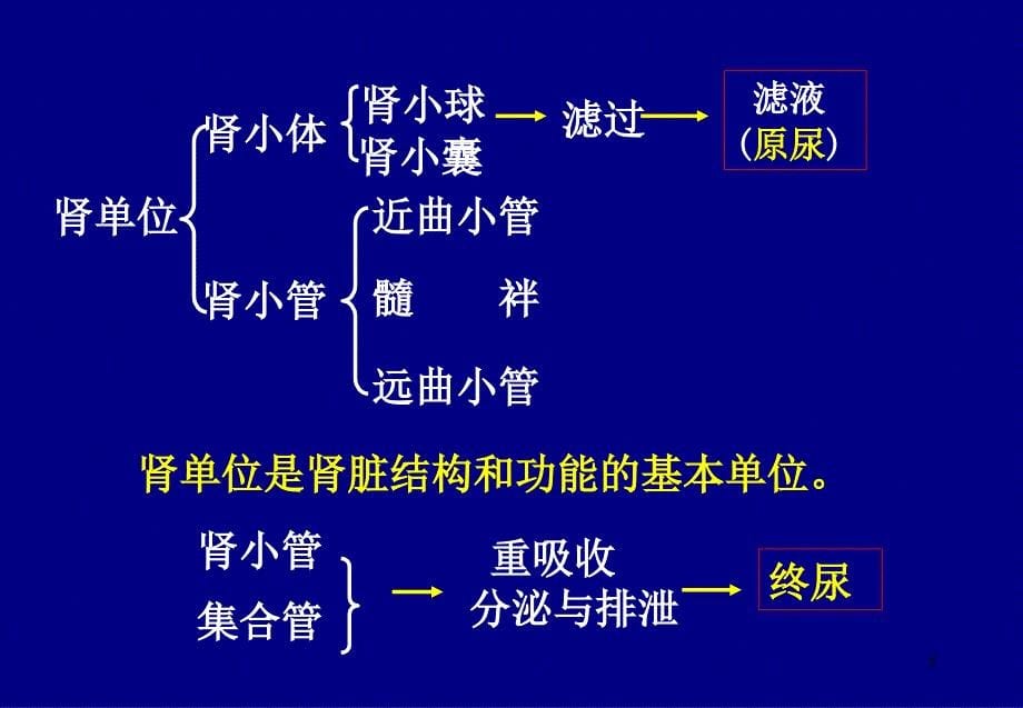 药理学教学课件：CVD-利尿药和脱水药-2_第5页