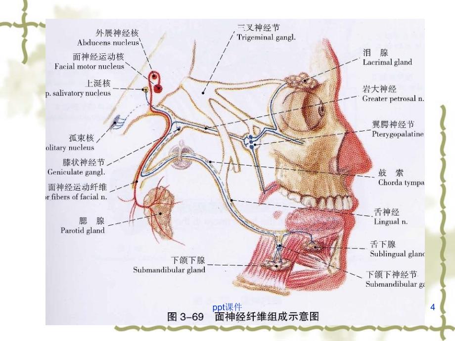 周围性面神经麻痹课件_第4页