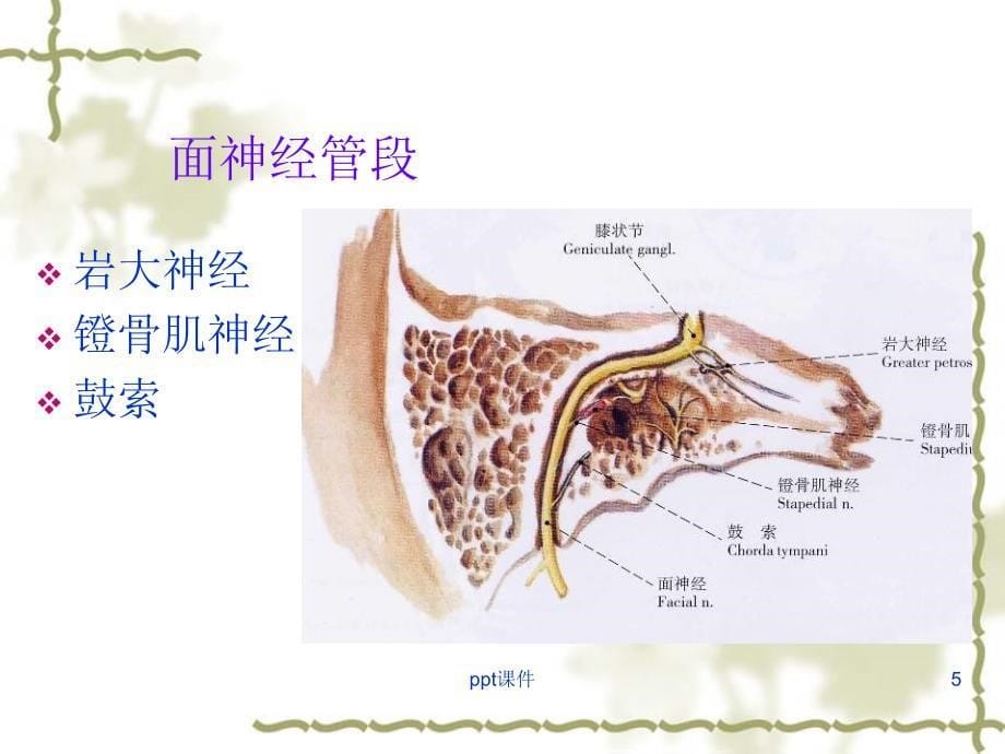 周围性面神经麻痹课件_第5页