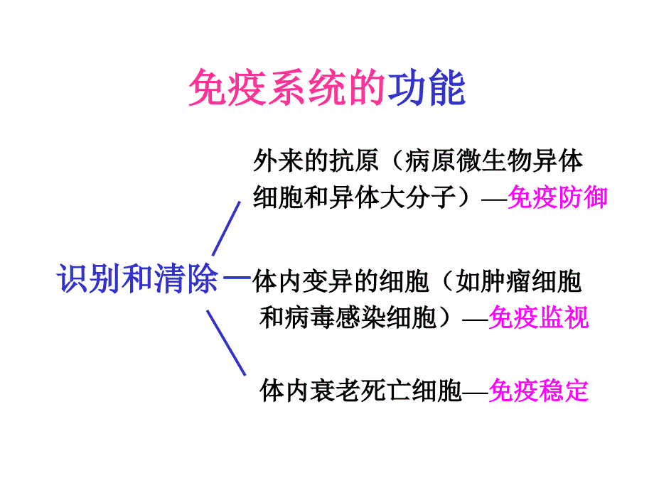 组织学与胚胎学：免疫系统_第4页