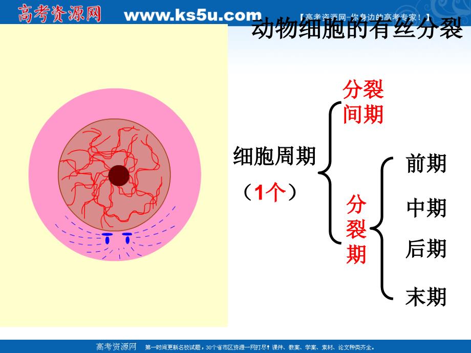 生物高考复习遣传与进化专题系列课件 减数分裂与有性生殖细胞的形成_第4页