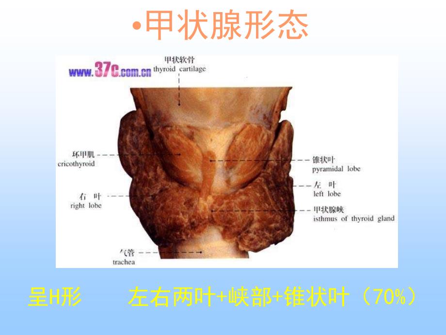 最新甲状腺疾病超声诊断.修改临床医生如何阅读甲状腺疾病超声检查报告单.修改后讲课用_第2页