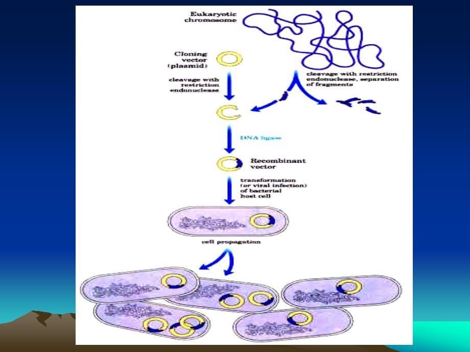 molecularbiologyorganon_第5页