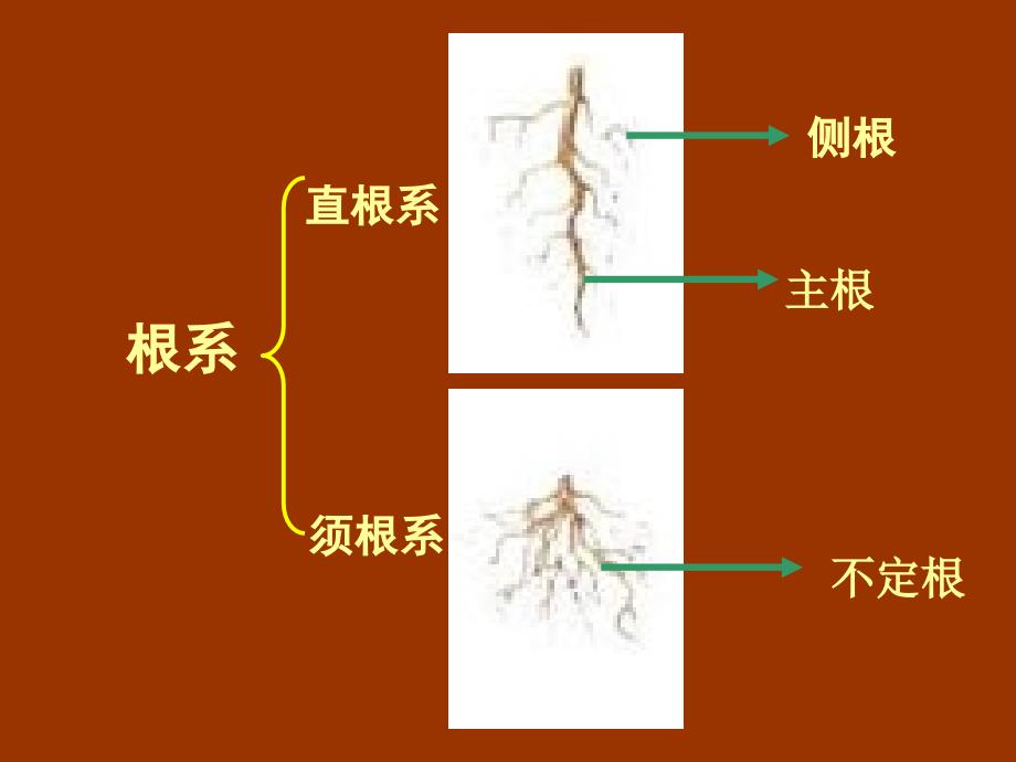 21在实验室里观察植物0_第3页