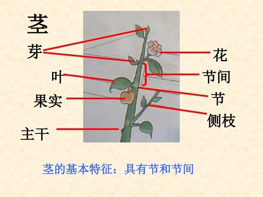 21在实验室里观察植物0_第5页