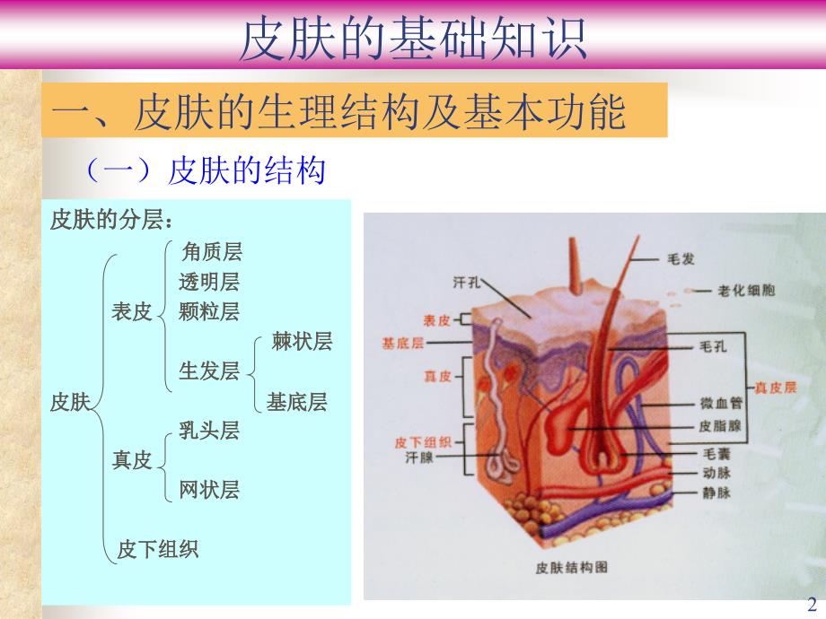 皮肤基础知识89772_第2页