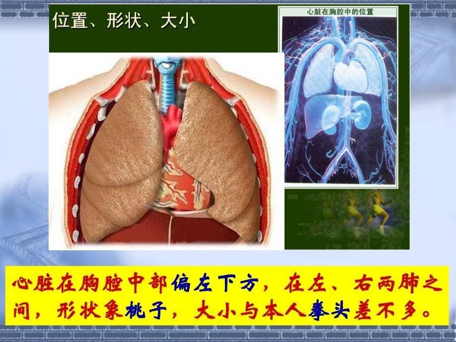 第3节__输送血液的泵—心脏_第5页