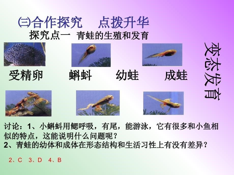 八年级生物下册 第七单元 第一章 第三节 两栖动物的生殖和发育课件 新人教版.ppt_第5页