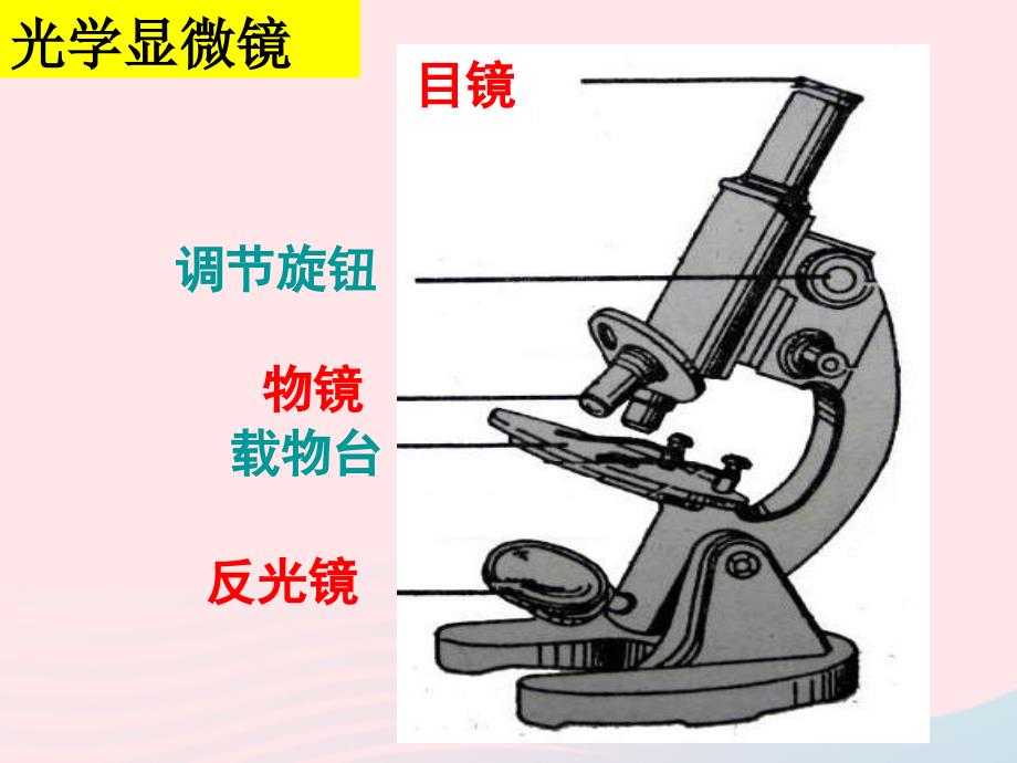 最新六年级科学下册第一单元微小世界6用显微镜观察身边的生命世界二课件教科版教科版小学六年级下册自然科学课件_第2页