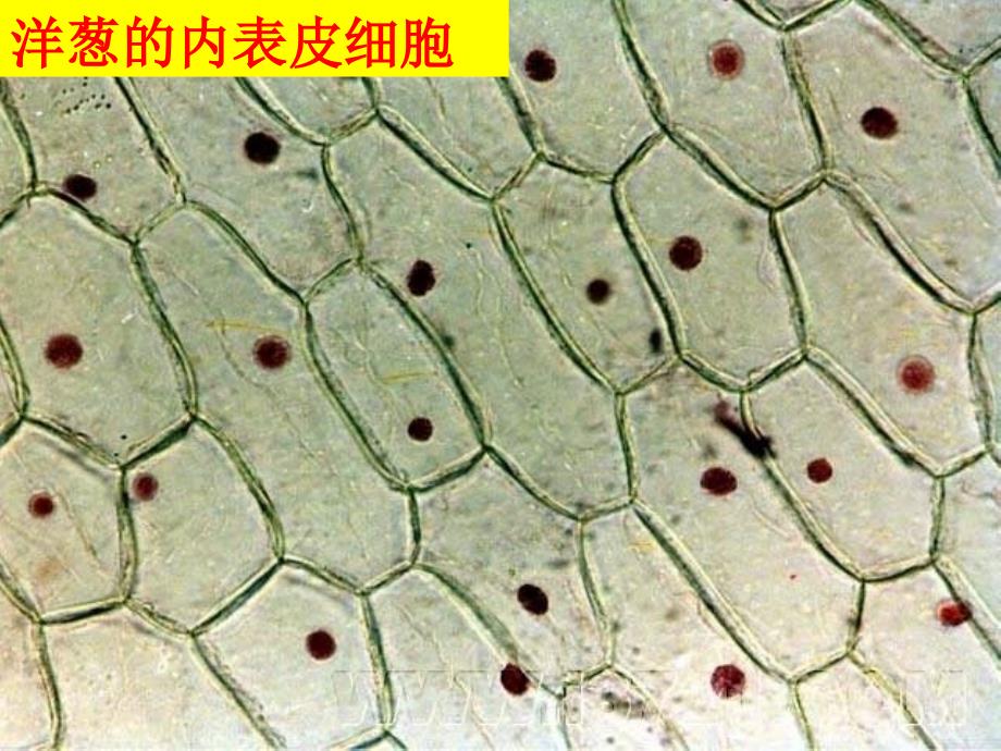 最新六年级科学下册第一单元微小世界6用显微镜观察身边的生命世界二课件教科版教科版小学六年级下册自然科学课件_第3页