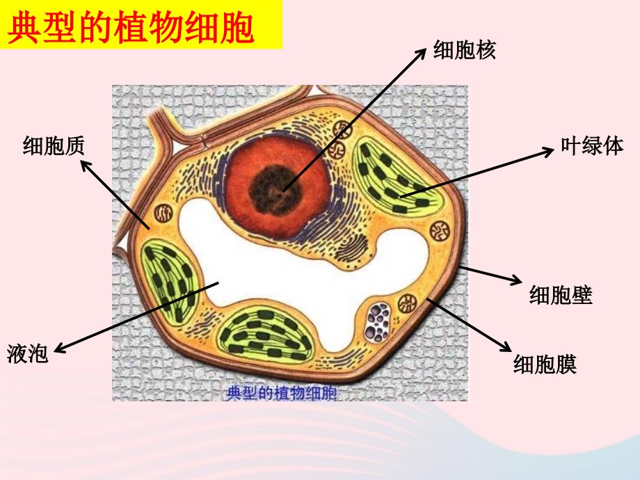 最新六年级科学下册第一单元微小世界6用显微镜观察身边的生命世界二课件教科版教科版小学六年级下册自然科学课件_第4页