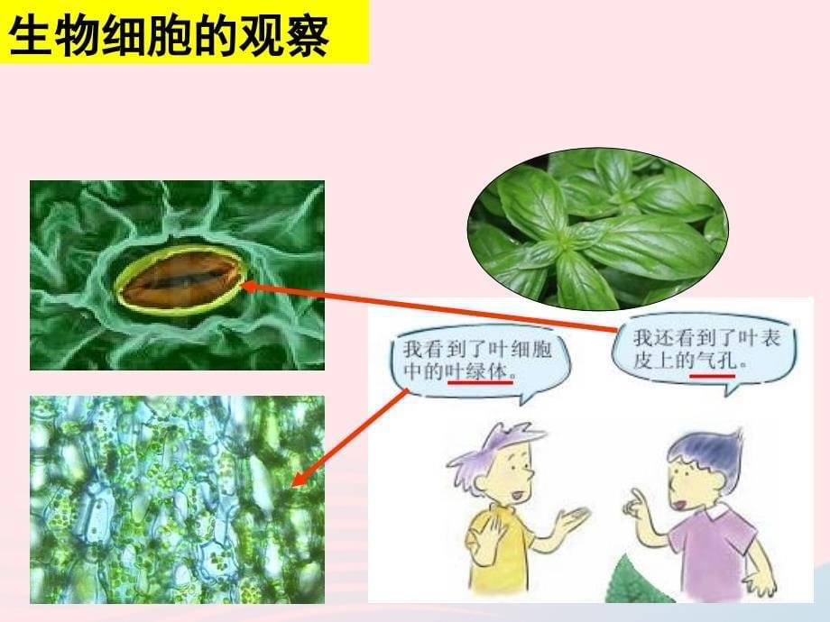 最新六年级科学下册第一单元微小世界6用显微镜观察身边的生命世界二课件教科版教科版小学六年级下册自然科学课件_第5页