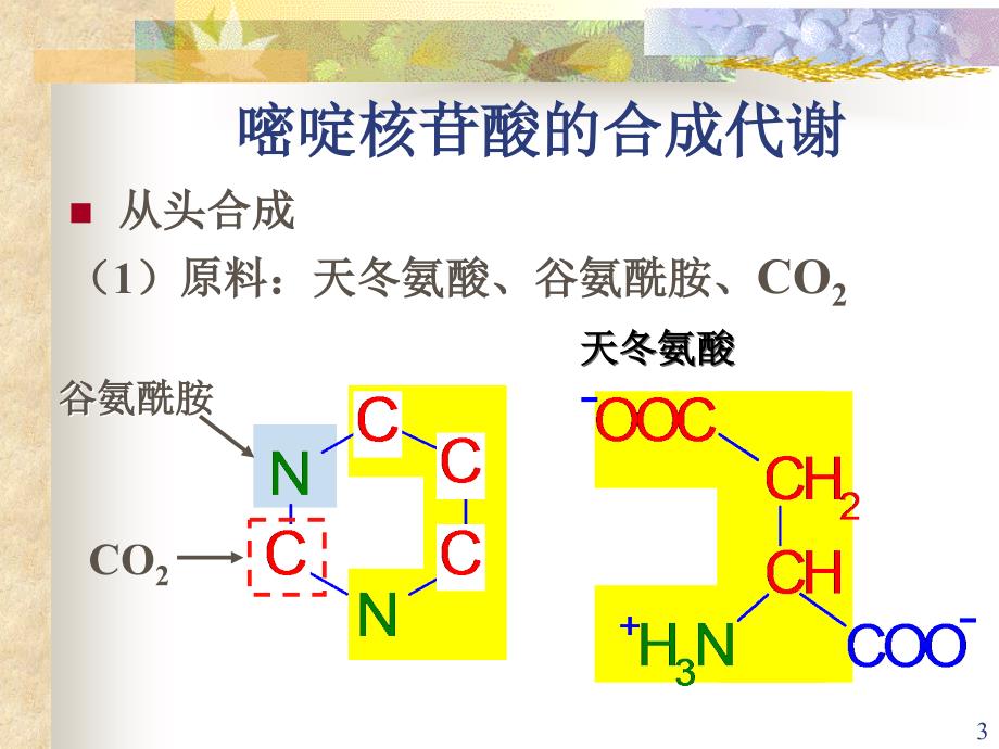 嘧啶核苷酸代谢_第3页