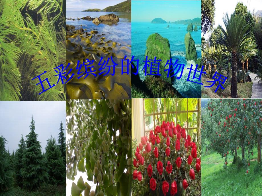 五彩缤纷的植物世界八年级_第1页