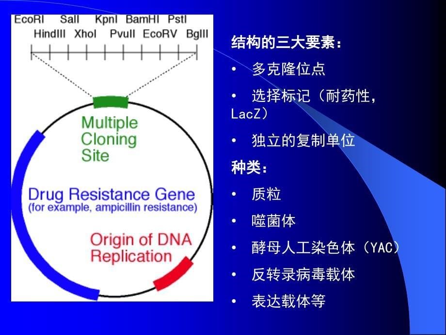 实验一质粒的提取碱法_第5页