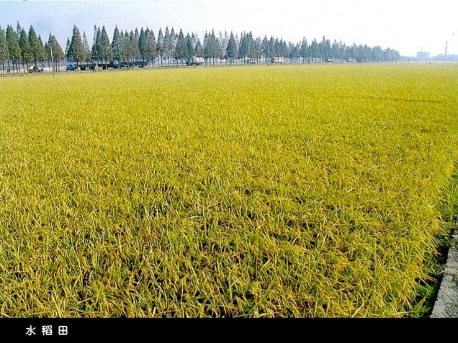 高三一轮复习农业地域类型_第4页