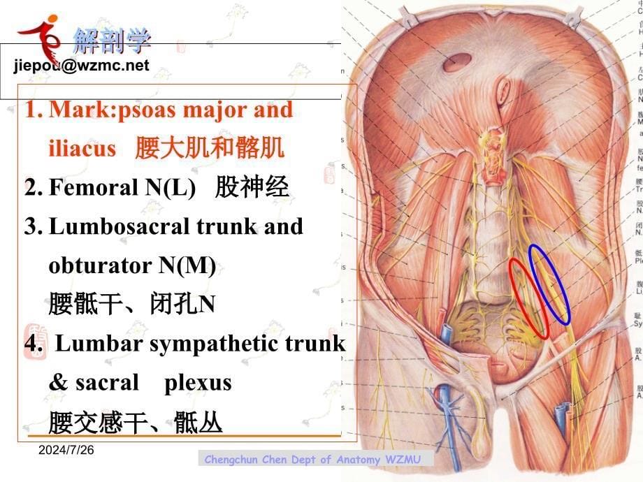 断层影像解剖学：2011-c-the jmaging sectional anatomy of male_第5页