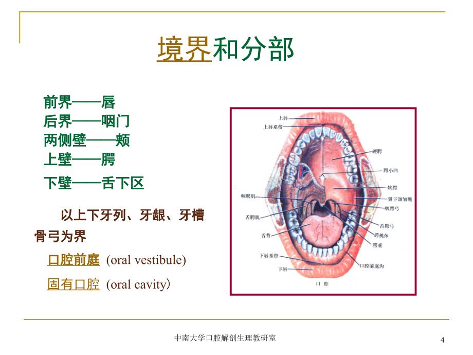 口腔基本结构课件_第4页