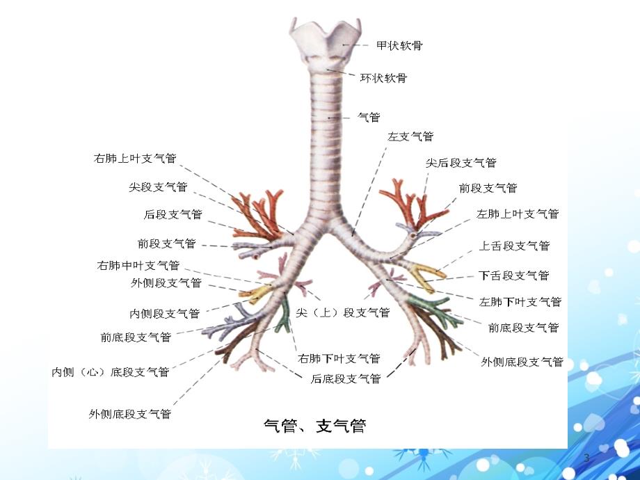 （精选课件）支气管扩张病人的护理_第3页