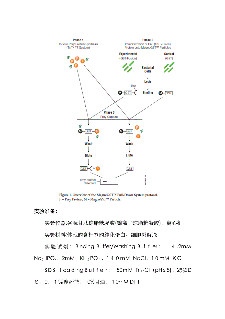 蛋白相互作用Pull-Down实验_第2页