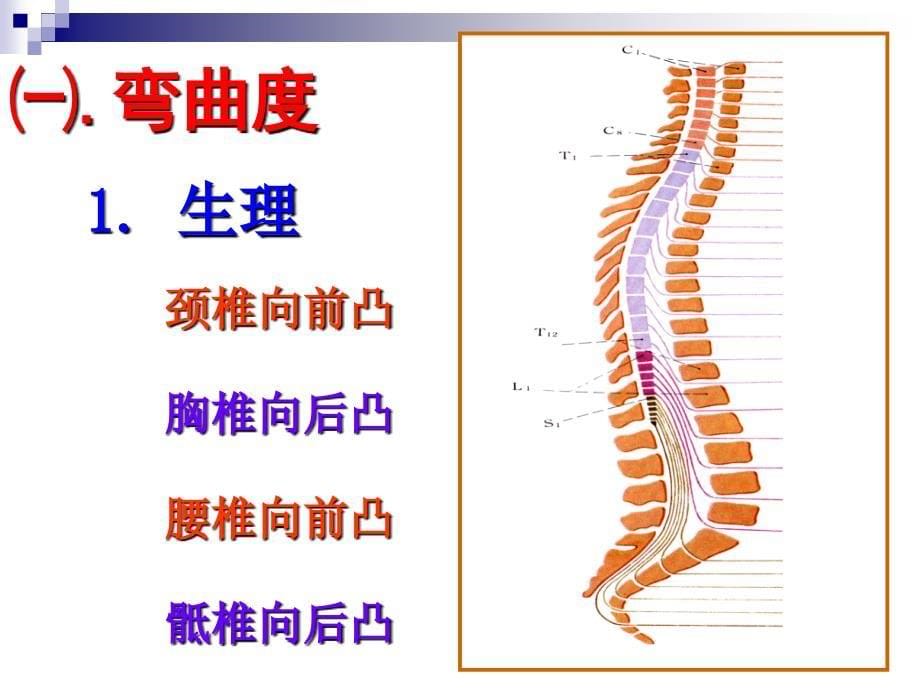 第3章8脊柱四肢_第5页