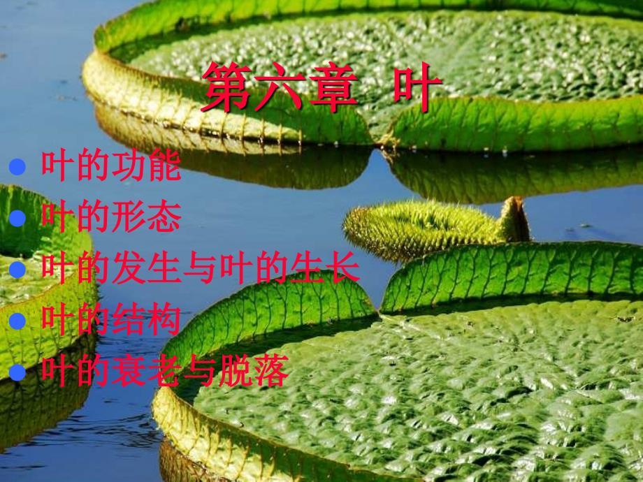植物学教学课件：6-leaf-1