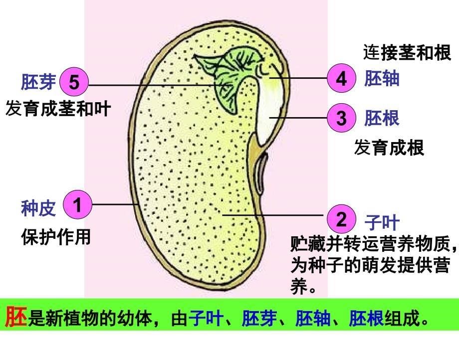 生物第三单元前两章重点知识资料_第5页