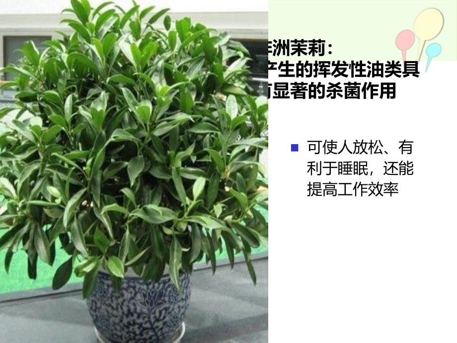 盆栽植物的功效_第3页