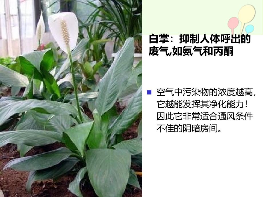 盆栽植物的功效_第4页