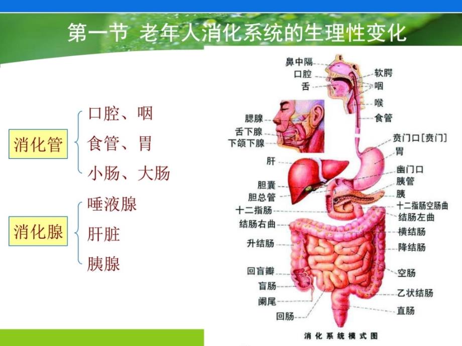 老年消化系统罕见疾病患者的护理-图文(整理版).ppt_第3页