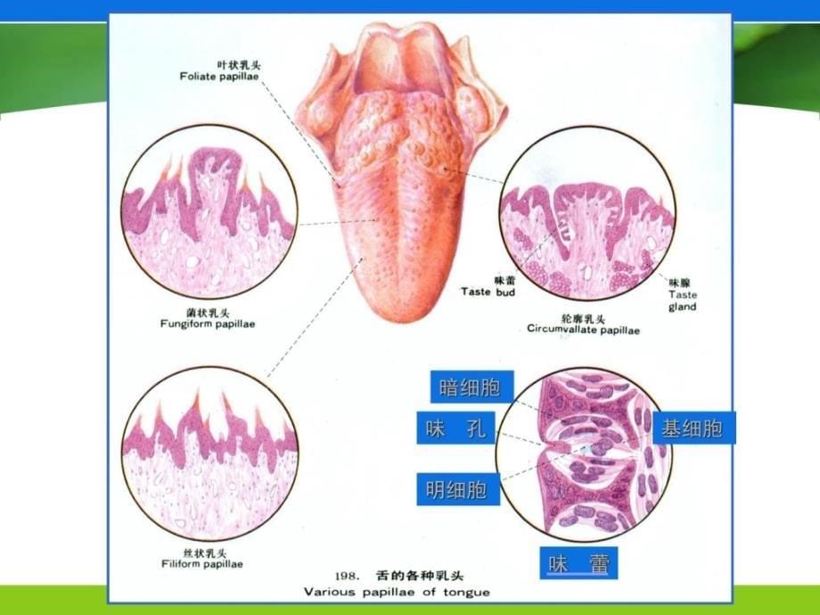 老年消化系统罕见疾病患者的护理-图文(整理版).ppt_第5页