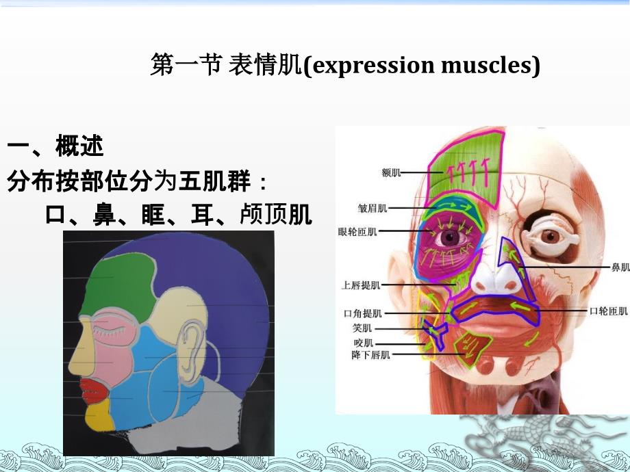 第六章口腔颅面颈部肌_第3页