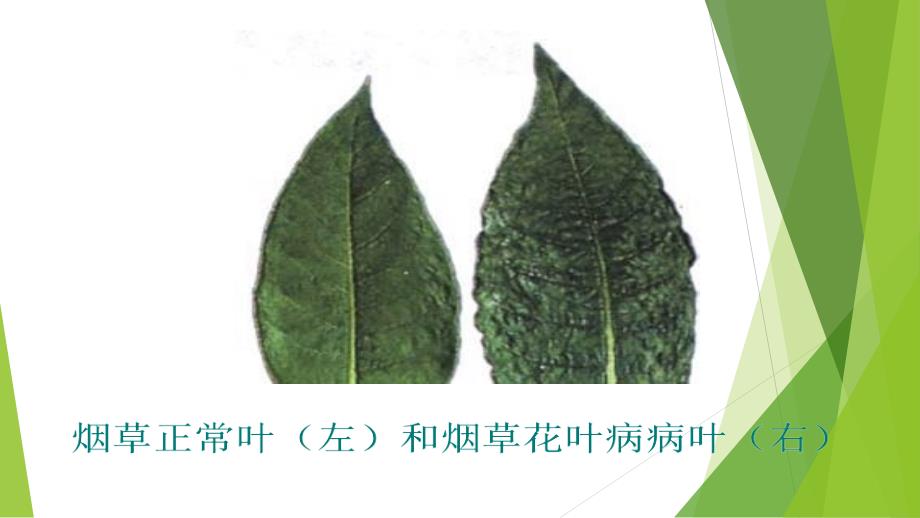 初中生物课件病毒_第4页