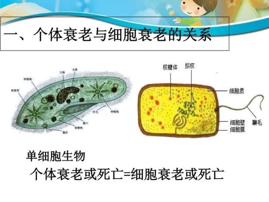 上细胞的衰老、凋亡演示教学_第5页