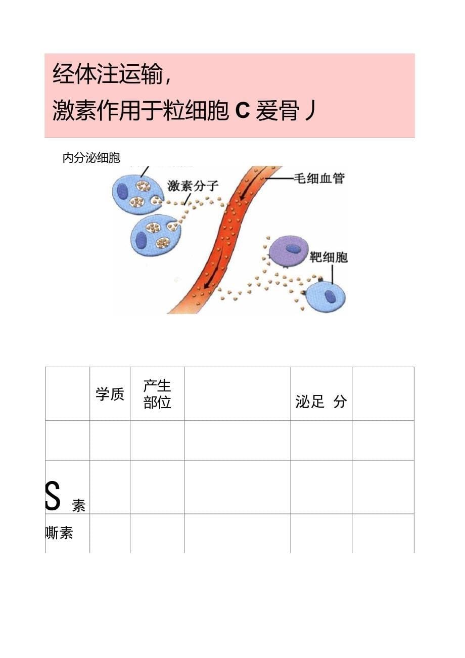 高中生物必修三――动物生命活动的调节._第5页