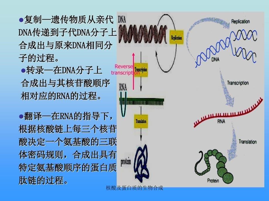 核酸及蛋白质的生物合成课件_第5页